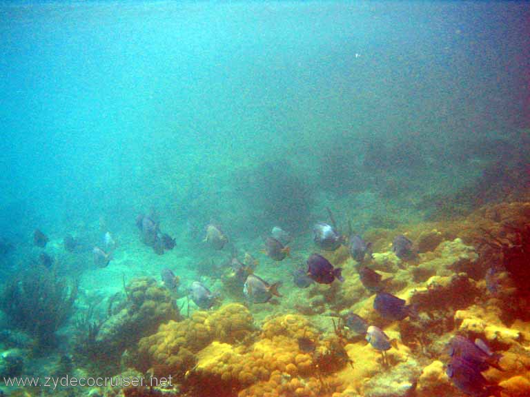 496: Sailing Yacht Arabella - British Virgin Islands - Jost Van Dyke Snorkeling - 