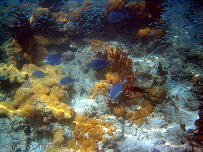 497: Sailing Yacht Arabella - British Virgin Islands - Jost Van Dyke Snorkeling - 