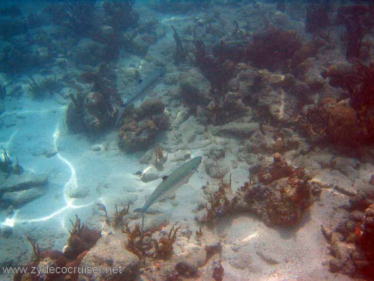 501: Sailing Yacht Arabella - British Virgin Islands - Jost Van Dyke Snorkeling - 