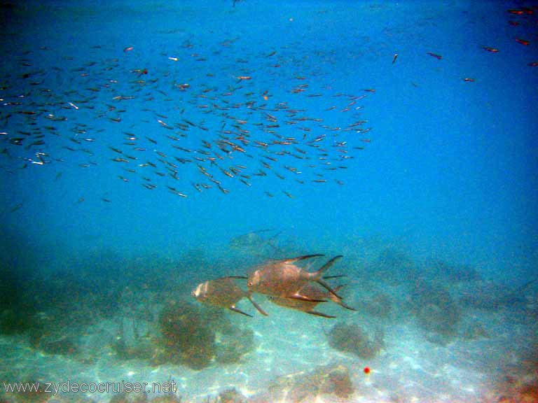 507: Sailing Yacht Arabella - British Virgin Islands - Jost Van Dyke Snorkeling - 