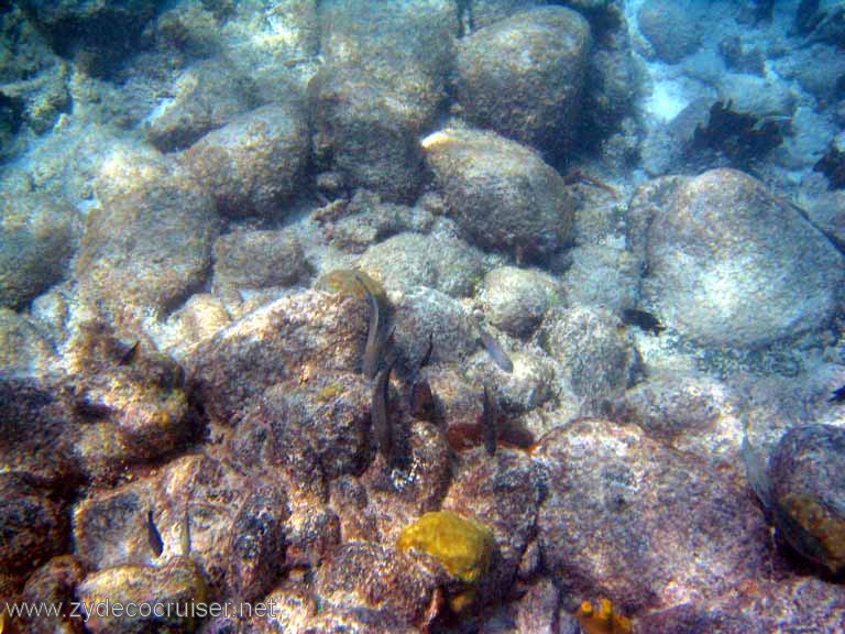 509: Sailing Yacht Arabella - British Virgin Islands - Jost Van Dyke Snorkeling - 