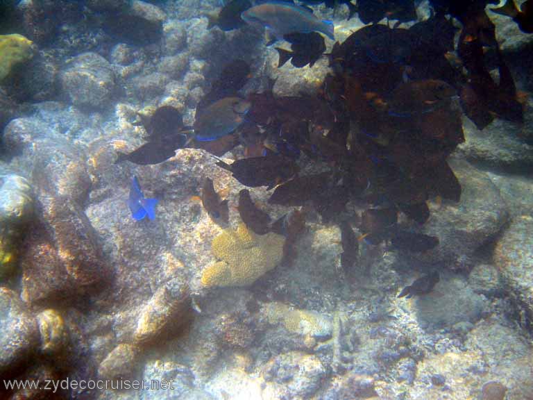 515: Sailing Yacht Arabella - British Virgin Islands - Jost Van Dyke Snorkeling - 