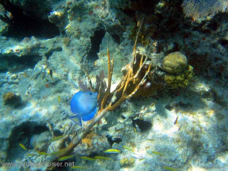 520: Sailing Yacht Arabella - British Virgin Islands - Jost Van Dyke Snorkeling - 