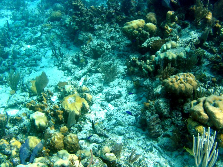 014: NCL Sun, Belize, Reef Snorkel and Banister Island, 