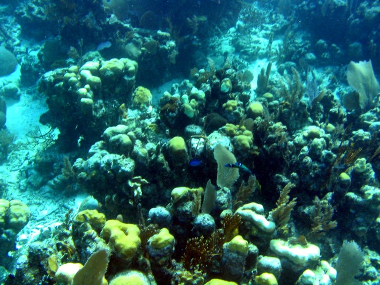 016: NCL Sun, Belize, Reef Snorkel and Banister Island, 