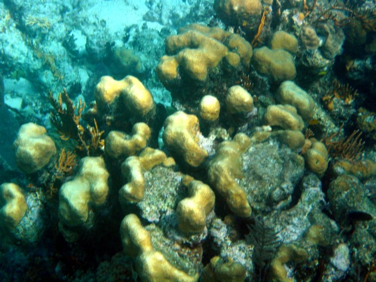 017: NCL Sun, Belize, Reef Snorkel and Banister Island, 