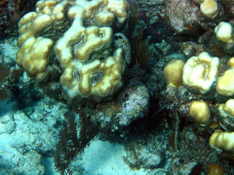 019: NCL Sun, Belize, Reef Snorkel and Banister Island, 