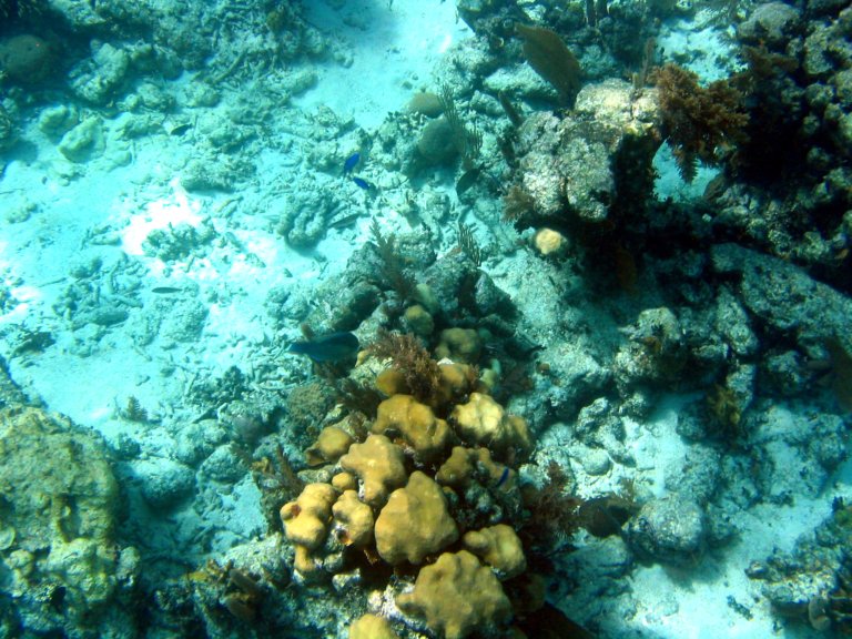 020: NCL Sun, Belize, Reef Snorkel and Banister Island, 