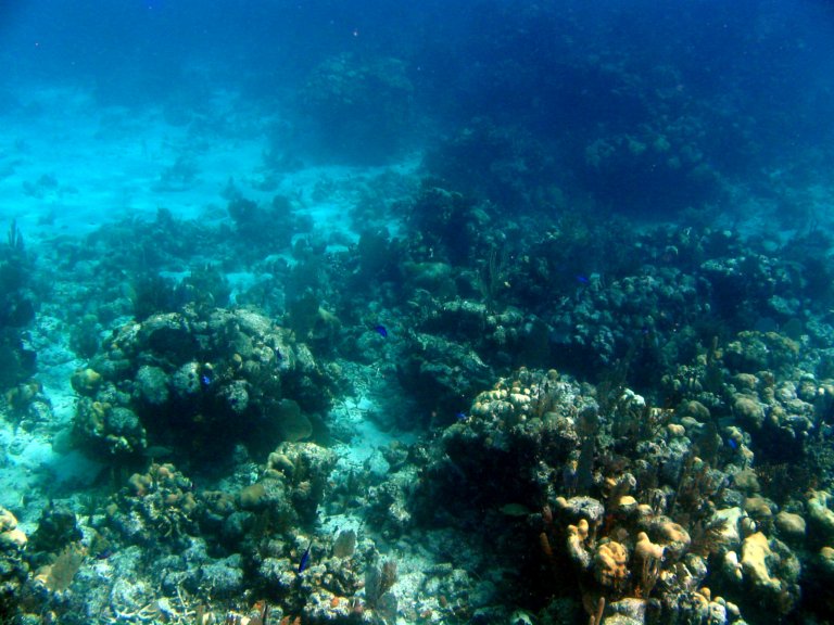 022: NCL Sun, Belize, Reef Snorkel and Banister Island, 