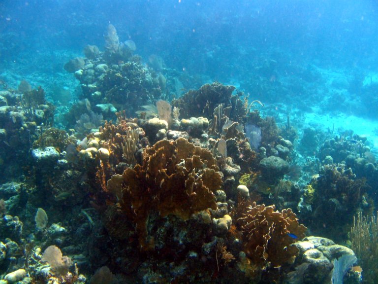 023: NCL Sun, Belize, Reef Snorkel and Banister Island, 