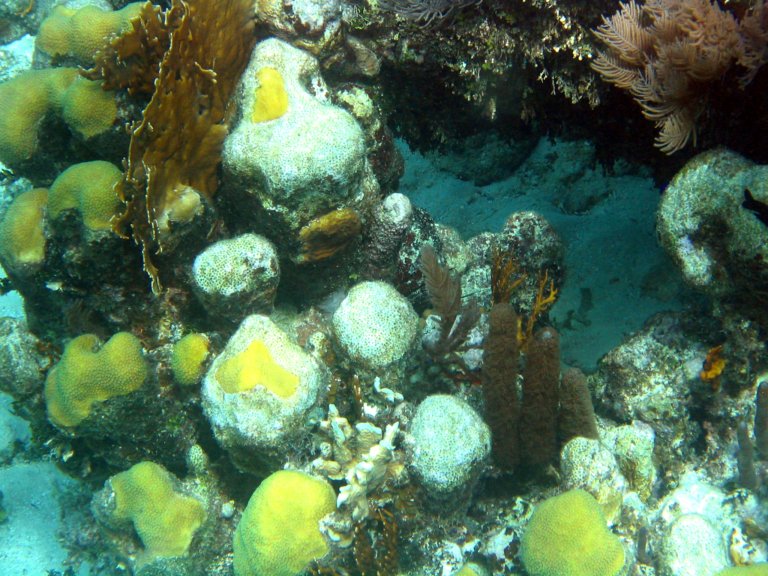 024: NCL Sun, Belize, Reef Snorkel and Banister Island, 