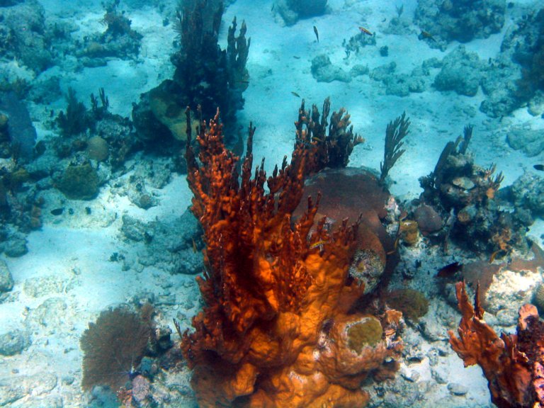 025: NCL Sun, Belize, Reef Snorkel and Banister Island, 