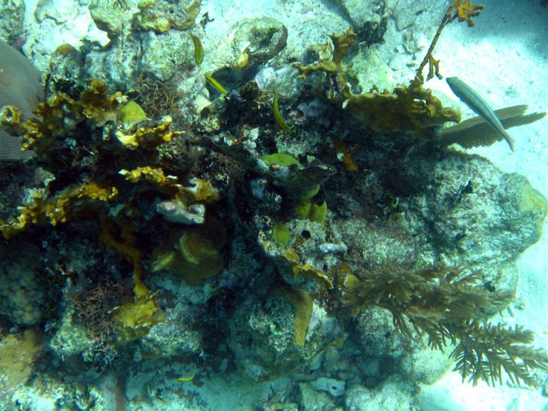 026: NCL Sun, Belize, Reef Snorkel and Banister Island, 