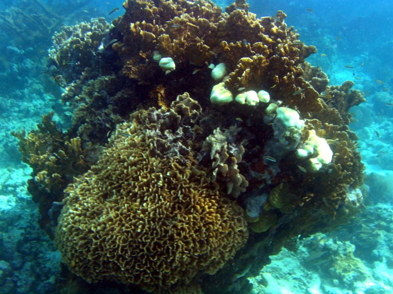 027: NCL Sun, Belize, Reef Snorkel and Banister Island, 