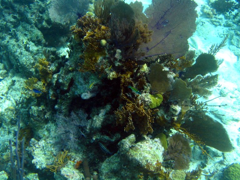 028: NCL Sun, Belize, Reef Snorkel and Banister Island, 