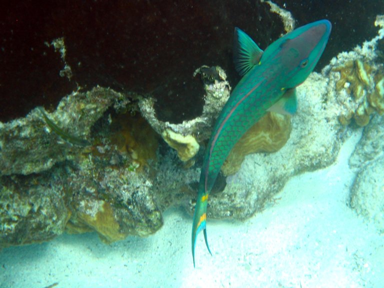 032: NCL Sun, Belize, Reef Snorkel and Banister Island, 