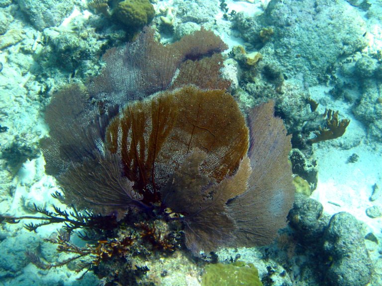 033: NCL Sun, Belize, Reef Snorkel and Banister Island, 