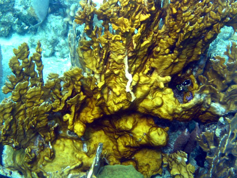 035: NCL Sun, Belize, Reef Snorkel and Banister Island, 