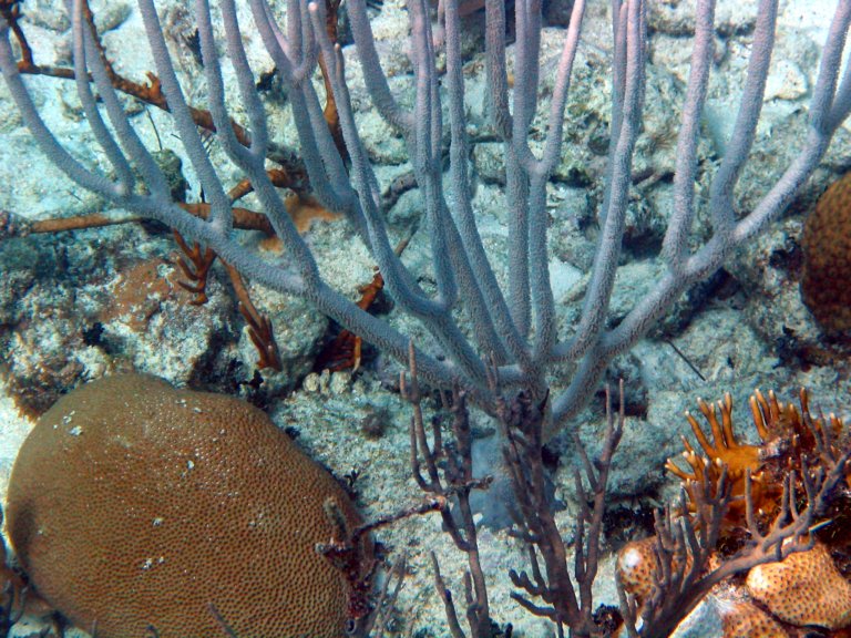 036: NCL Sun, Belize, Reef Snorkel and Banister Island, 