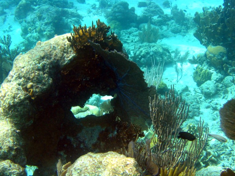 037: NCL Sun, Belize, Reef Snorkel and Banister Island, 