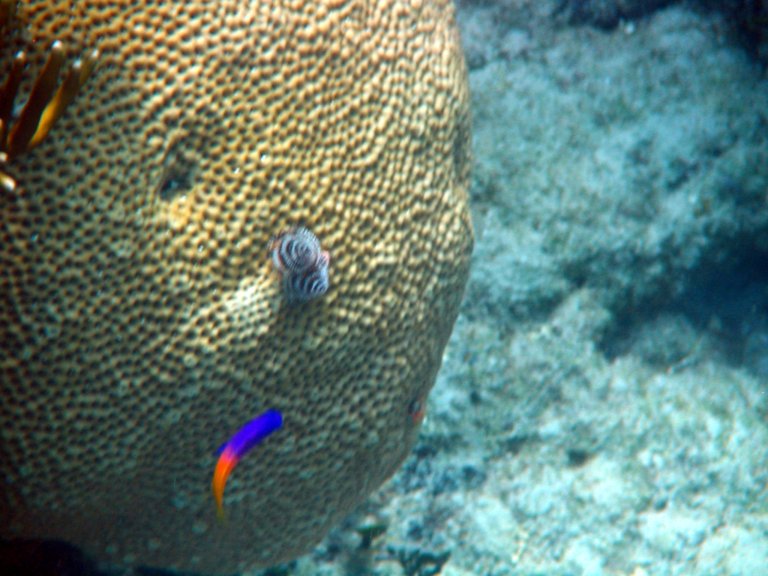 038: NCL Sun, Belize, Reef Snorkel and Banister Island, 