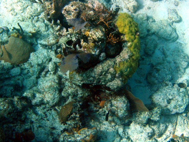 041: NCL Sun, Belize, Reef Snorkel and Banister Island, 