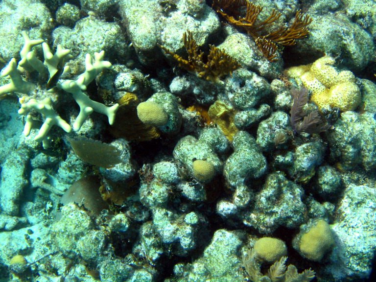 042: NCL Sun, Belize, Reef Snorkel and Banister Island, 