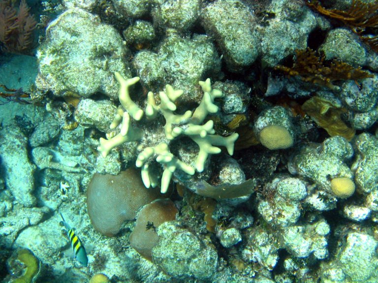 043: NCL Sun, Belize, Reef Snorkel and Banister Island, 