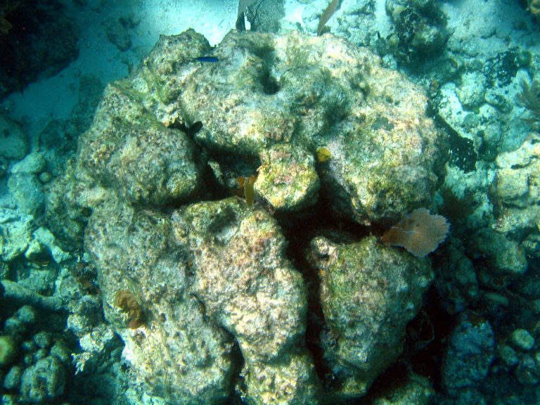 044: NCL Sun, Belize, Reef Snorkel and Banister Island, 