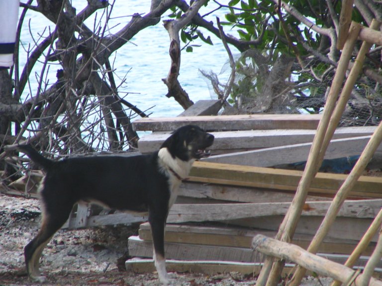 081: NCL Sun, Belize, Reef Snorkel and Banister Island, 