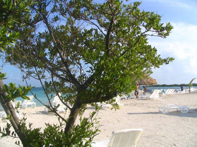 109: NCL Sun, Belize, Reef Snorkel and Banister Island, 