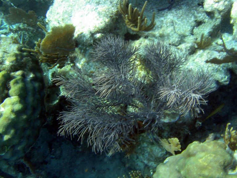 Costa Maya Tequila Beach Boat Snorkel 25