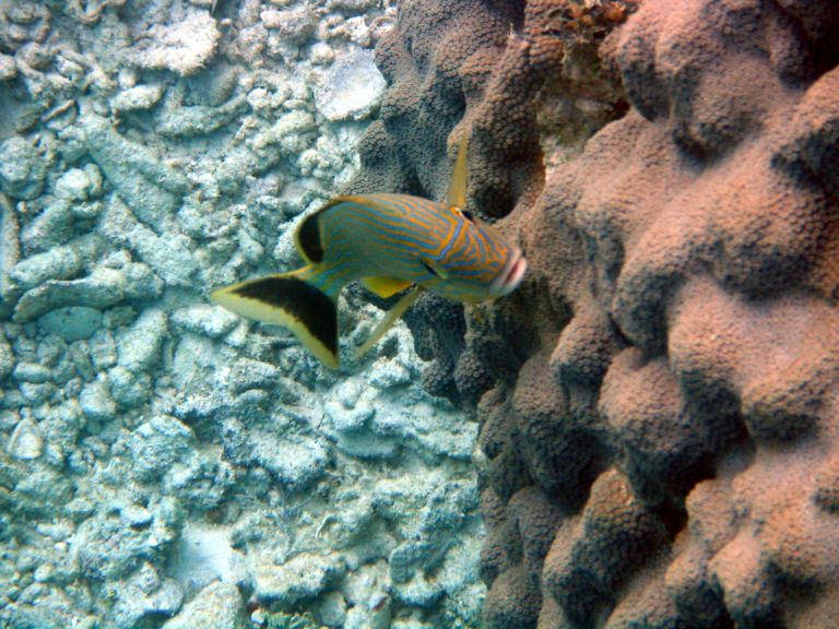 Costa Maya Tequila Beach Boat Snorkel 5