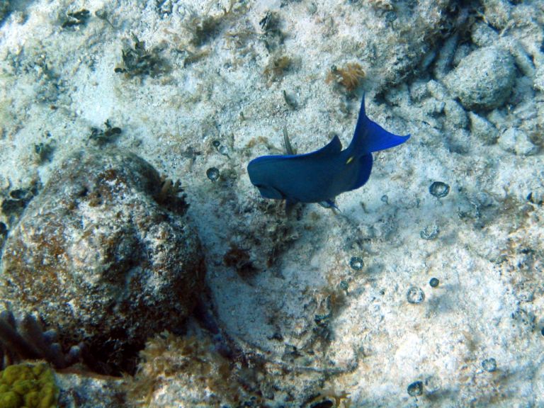 Costa Maya Tequila Beach Boat Snorkel 24