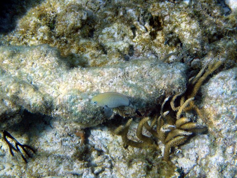 Costa Maya Tequila Beach Boat Snorkel 23