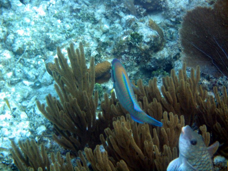 Costa Maya Tequila Beach Boat Snorkel 7