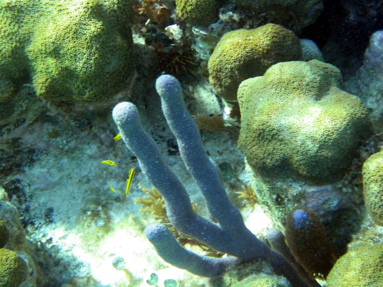 Costa Maya Tequila Beach Boat Snorkel 30