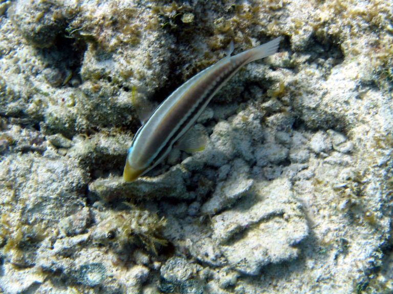 Costa Maya Tequila Beach Boat Snorkel 22