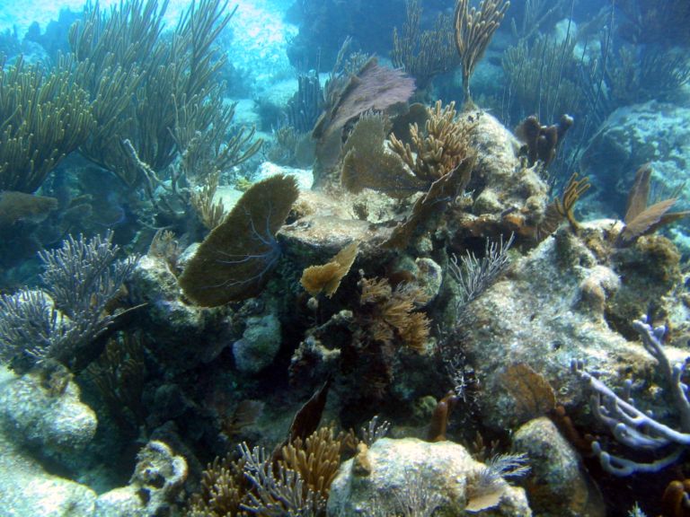 Costa Maya Tequila Beach Boat Snorkel 1