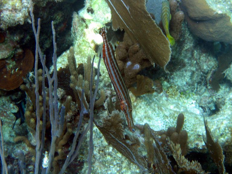 Costa Maya Tequila Beach Boat Snorkel 26