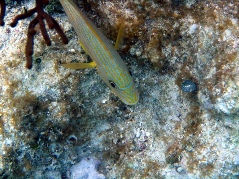 Costa Maya Tequila Beach Boat Snorkel 9