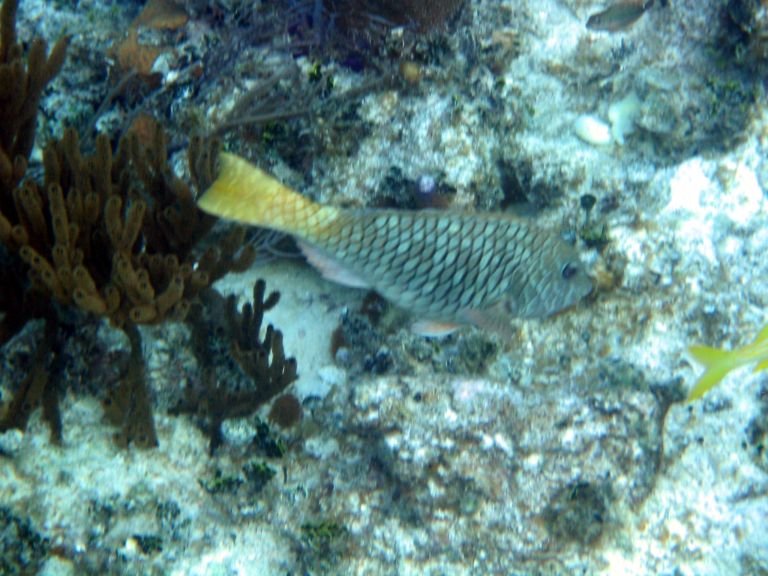 Costa Maya Tequila Beach Boat Snorkel 8