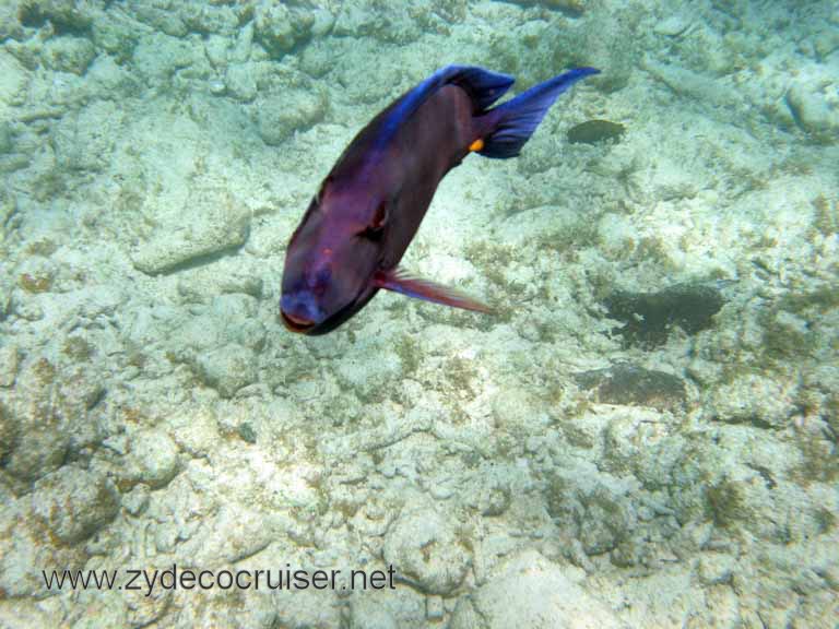 Cemetery Reef, Grand Cayman, 2007