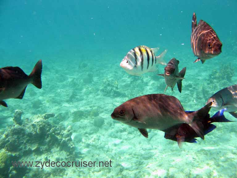 Cemetery Reef, Grand Cayman, 2007