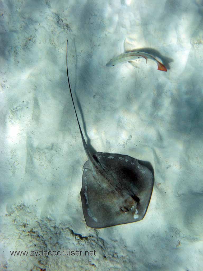 Cemetery Reef, Grand Cayman, 2007