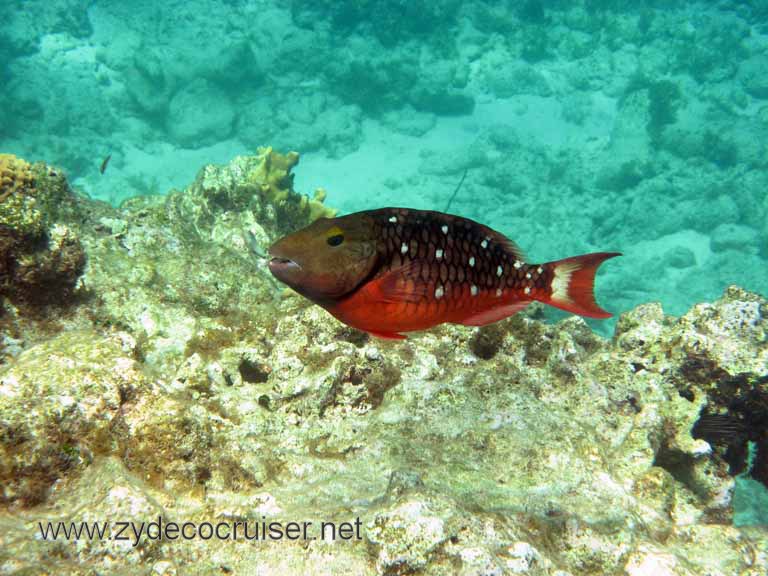 Cemetery Reef, Grand Cayman, 2007