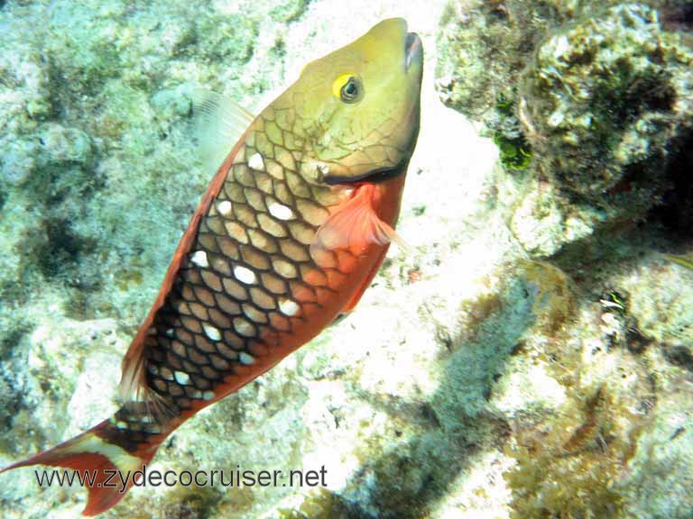 Cemetery Reef, Grand Cayman, 2007, zydecocruiser