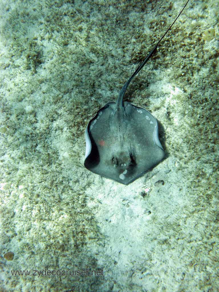 Cemetery Reef, Grand Cayman, 2007