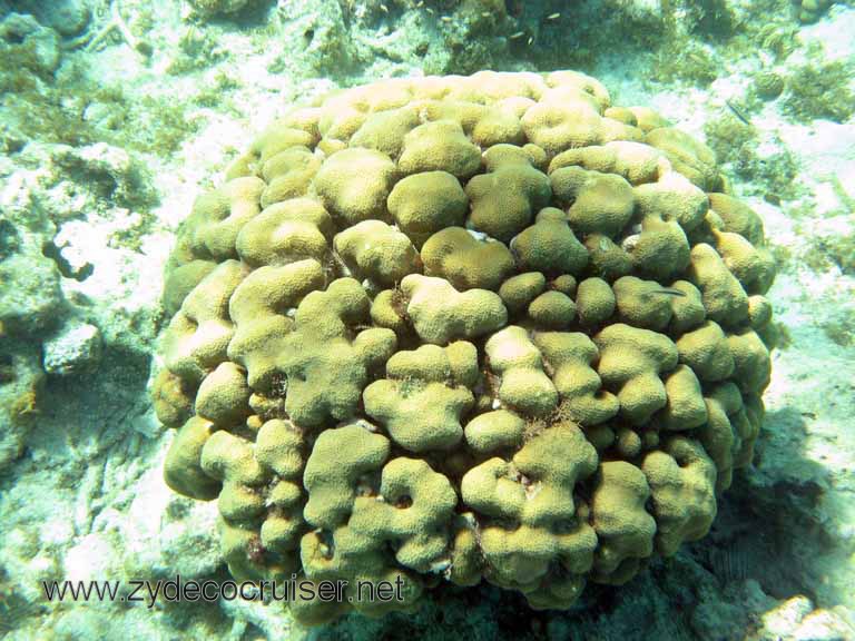 Cemetery Reef, Grand Cayman, 2007