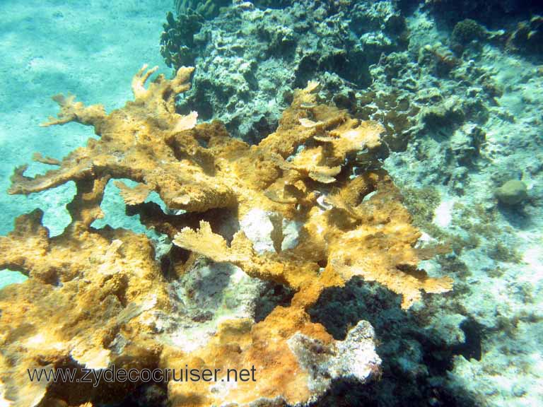 Cemetery Reef, Grand Cayman, 2007